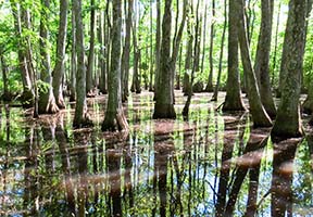 Cypress Swamp on the Natchez Trace Parkway