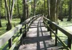 Cypress Swamp