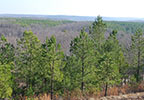 Freedom Hills