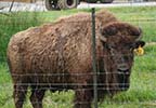 Tupelo Buffalo Park & Zoo
