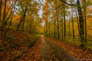 Old Trace Drive - Natchez Trace Parkway