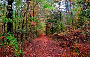 Old Trace - milepost 221.4 - Natchez Trace Parkway