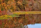 Fall Foliage Canton - Ridgeland - Jackson  Mississippi