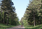 Natchez Trace Parkway Scenery