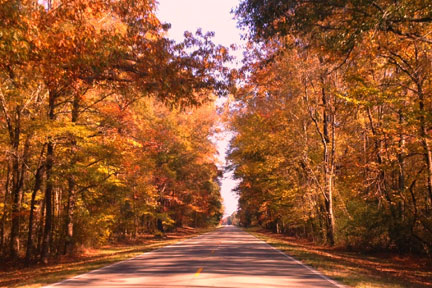 Milepost 235 - Natchez Trace Fall Foliage