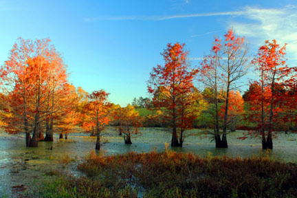 Tennessee-Tombigbee Waterway - Natchez Trace Fall Foliage