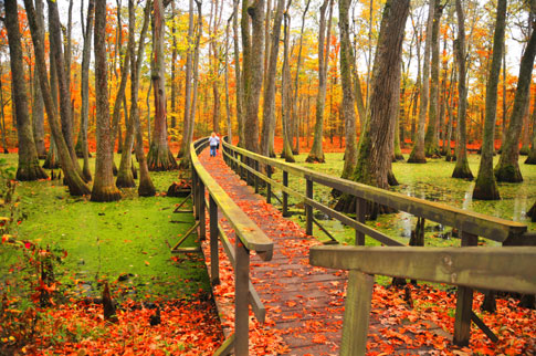Cypress Swamp - Natchez Trace Fall Foliage