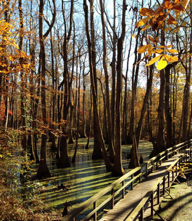 Cypress Swamp - Natchez Trace Fall Foliage