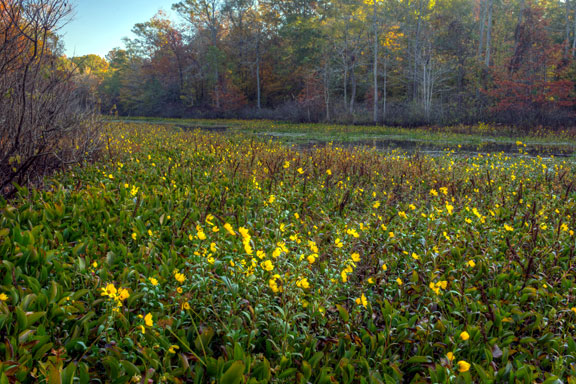 Walking Trail at Cypress Swamp - Mississippi Fall Foliage