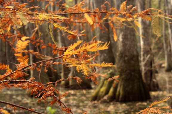 Cypress Swamp - Mississippi Fall Foliage