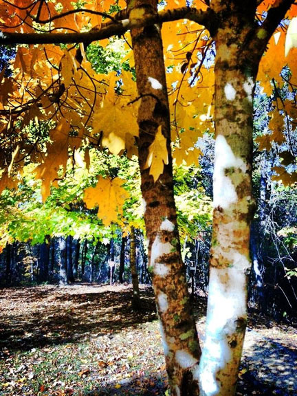 Jeff Busby Park - Mississippi Fall Foliage