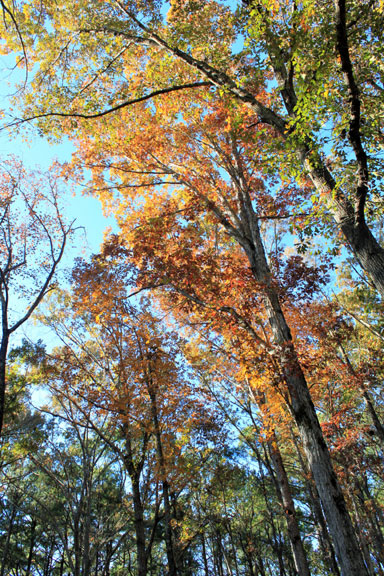 Old Trace at Confederate Gravesites - Mississippi Fall Foliage