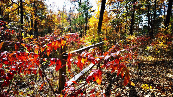 Vivid Colors at Jeff Busby Park - Mississippi Fall Foliage