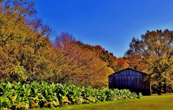 Tobacco Barn - Tennessee Fall Foliage