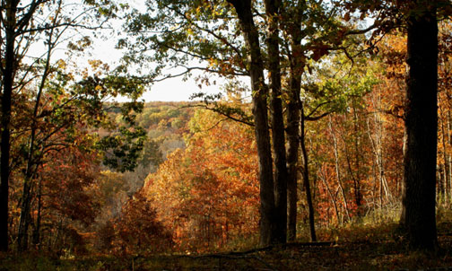 Old Trace Drive