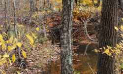 Fall foliage view at Burns Branch.