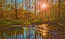 Fall foliage view at Burns Branch.