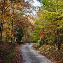 Fall foliage on Old Trace Drive.