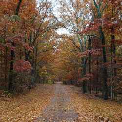Old Trace Drive