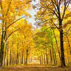Brilliant yellow colors on Old Trace Drive.