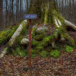 American Beech Tree at Sweetwater Branch