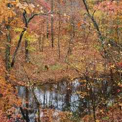 A view of the creek through the trees.