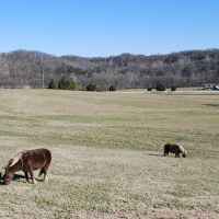 In the middle of a real working farm, with a menagerie of animals to enjoy, set in beautiful rolling hills.