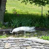 One of the dozen or so peacocks who call Creekview Farm Retreat home.