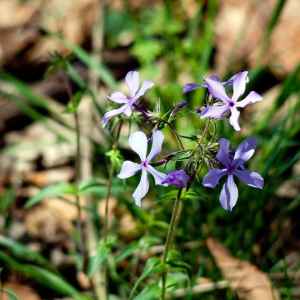 Wild Flowers at Rock Spring