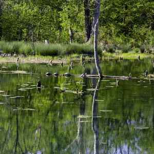 Turtles Sunning at Rock Spring