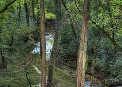 View from the parking area at Buzzard Roost Spring.