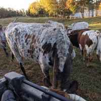 Cattle at Farmhouses Sanctuary