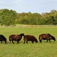 A variety of animals playing follow the leader.