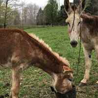 Donkeys