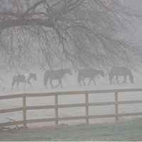 Horses in the morning fog.