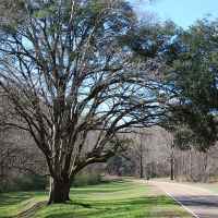 Parkway view from the Old Trace Exhibit site.