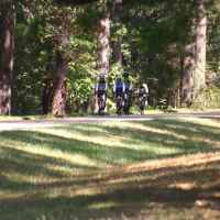 Biking in the shade of huge pine trees near Kosciusko, MS.