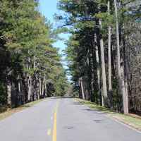 Tunnel of pine trees near milepost 164.