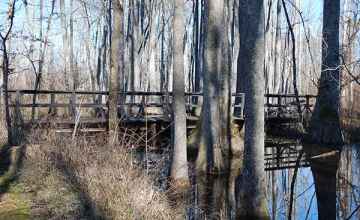 One of the bridges that takes you over the swamp at Cole Creek.