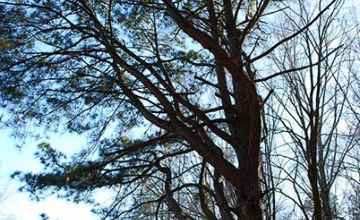 Perhaps this tree was here when Hernando de Soto passed by?