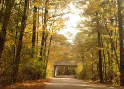 Fall foliage near the West Florida Boundary site.