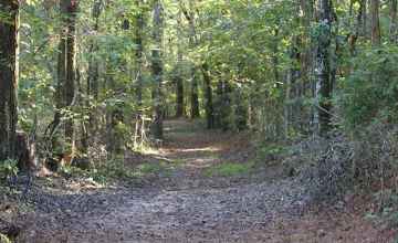 Old Trace site at milepost 221 in Mississippi.