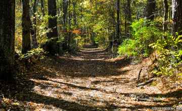 A section of the original Natchez Trace trail.