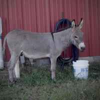 One of the rescue animals at the Farmhouse Sanctuary.