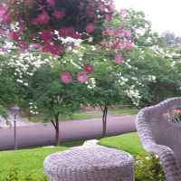  Natchez White crepe myrtles