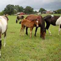 Farmhouse Sanctuary Bed and Breakfast