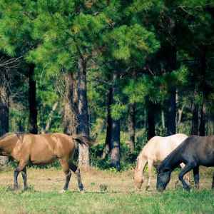 Sacred Way Sanctuary - Florence, Alabama