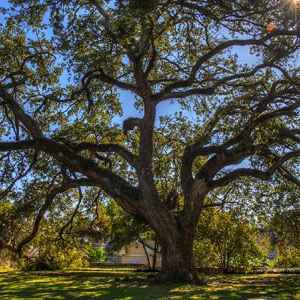 Live Oak at Memorial Park - Natchez, Mississippi
