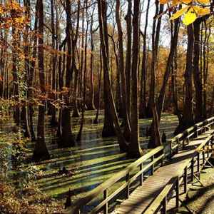 Cypress Swamp - Natchez Trace Parkway