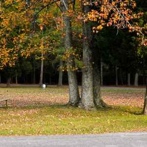 Lauderdale Picnic Area - Natchez Trace Parkway